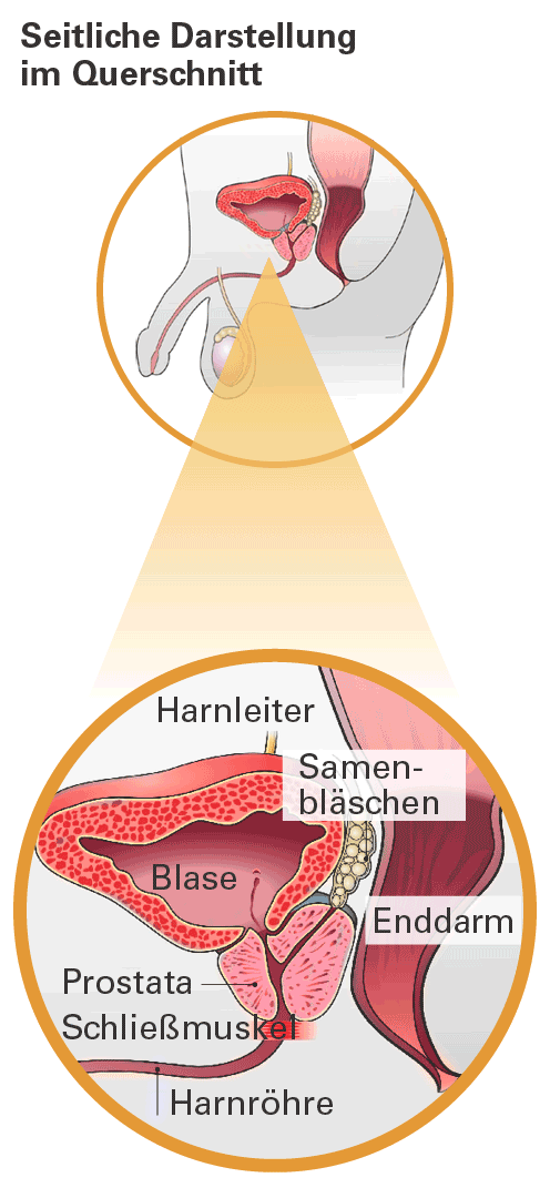 Lage der Prostata