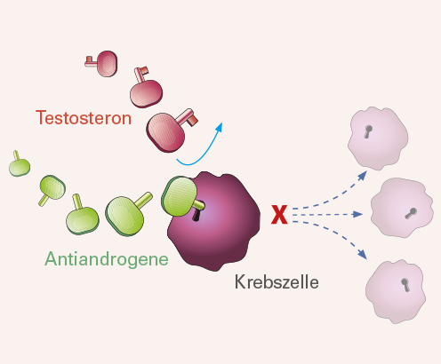 GnRH-Antagonisten